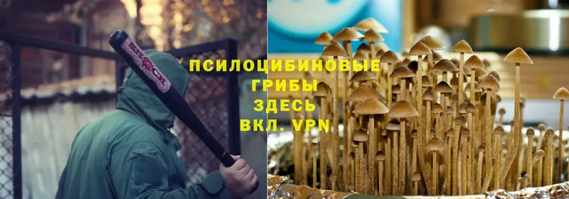 нарко площадка формула  Кораблино  Псилоцибиновые грибы Cubensis 